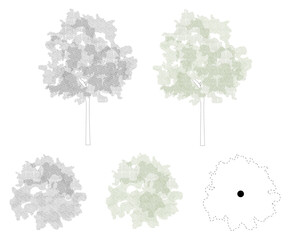 Trees in elevation and plan view for use in architectural drawings  © Manon
