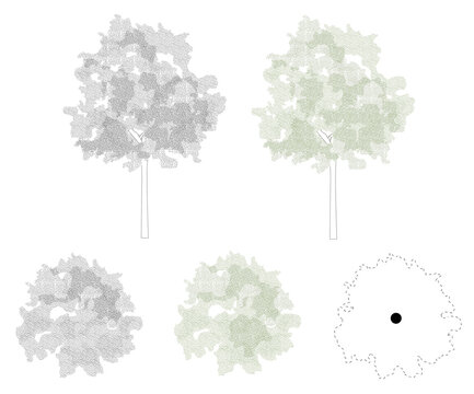 Trees in elevation and plan view for use in architectural drawings	