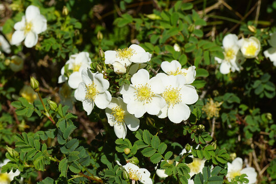 Closeup white flowers of a Burnet rose (Rosa spinosissima, syn. Rosa pimpinellifolia). Rosaceae, rose family. Spring, May. Dutch dunes.