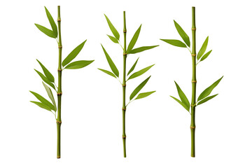 Fresh bamboo canes and leaves, symbol of purity and nature, isolated on transparent background.