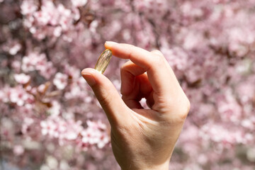 Closeup of a vitamin D capsule with cherry blossom in the background. Concept of supplementing vitamin D in spring. 