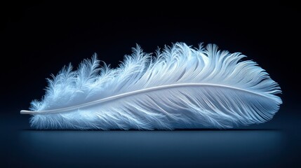 Delicate white feather (2)