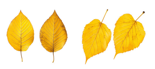 Fototapeta premium Autumn Birch Leaves with Detailed Veins and Golden Hue on Clean Surface isolated on transparent or white background PNG