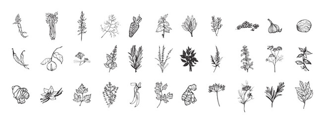 Herbs and Spices Illustrations in Art Ink Style