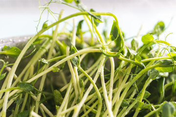 Pea microgreens in a colander on a light table. Close-up