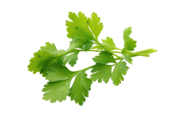 A close up shot of a vibrant green cilantro sprig against a stark black background showcasing its freshness