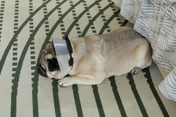 Sad pug dog lies on the carpet after surgery. Recovery from illness or ear cupping. Protective cone-shaped collar against combing. Pet cone collar