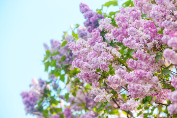 Obraz premium Beautiful lilac blossoms in spring against a clear blue sky