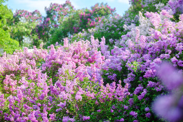 Obraz premium Colorful lilac blossoms in full bloom during a sunny day in spring