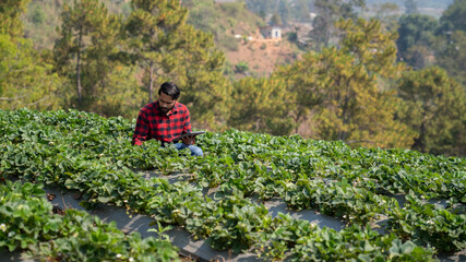 Fototapeta premium Farmers tend to their crops and get ready for the harvest in a hillside strawberry orchard.