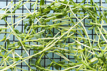Pea microgreens in a colander on a light table. Close-up