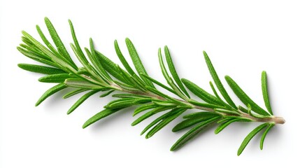 Fototapeta premium Fresh Rosemary Sprig Isolated on White - Aromatic rosemary sprig, culinary herb, cooking ingredient, fragrant leaves, Mediterranean cuisine. Symbolizing freshness, flavor, health, nature, and cooking