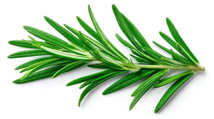 Fototapeta premium Fresh Rosemary Sprig Isolated on White - Aromatic herb, culinary ingredient, cooking, Mediterranean cuisine, natural fragrance
