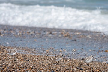 sanderlings calidris alba on a beach with waves in the sea in the background