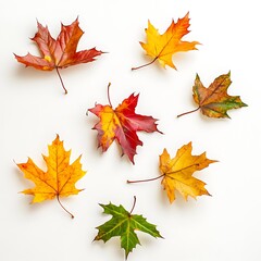 Fototapeta premium Colorful Autumnal Arrangement: Seven Maple Leaves Displaying Seasonal Transitions on Clean White Backdrop for Nature-Inspired Design Elements