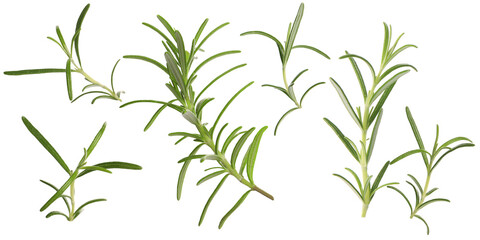 Fresh aromatic rosemary isolated on white, collage