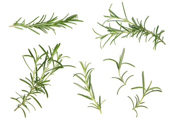 Obraz premium Fresh aromatic rosemary isolated on white, collage