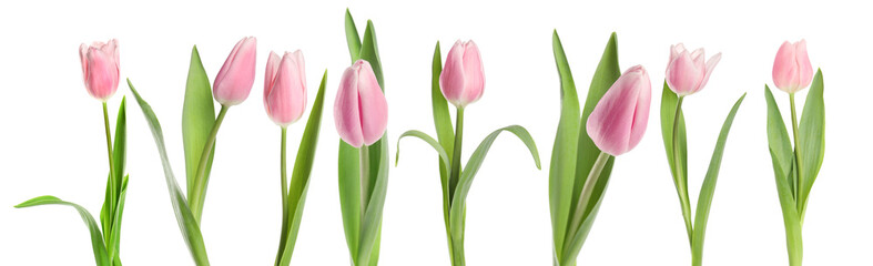 Beautiful pink tulip flowers on white background, set