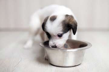 puppy eating wet food inside home on flour. baby dog with muzzle,nose inside bowl, close up, portrait. domestic pet top view. adorable,cute animal looking at camera.