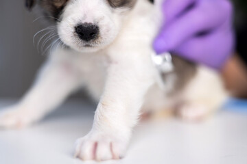 Fototapeta premium puppy at veterinary doctor with stethoscope on neck.sad dog sitting on table with face in palm with surgical glove.baby animal for health check up for vaccination.pet biting ear tips,tubes.
