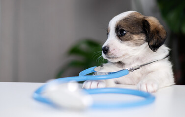 puppy at veterinary doctor with stethoscope on neck.sad dog sitting on table with face in palm with surgical glove.baby animal for health check up for vaccination.pet biting ear tips,tubes.