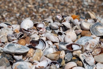 close up of sea shells on the seashore