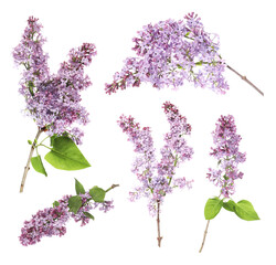 Lilac branches with fragrant flowers isolated on white, set