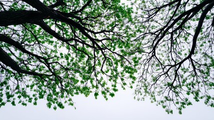 Fototapeta premium Lush Green Canopy Overhead - Tranquil nature scene, vibrant green leaves, tree branches reaching skyward, peaceful atmosphere, canopy overhead. Symbolizing growth, serenity, nature, shelter, and life