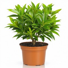 Lush Green Potted Plant on White Background