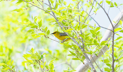 Blue-winged Warbler (Vermivora cyanoptera) perched among vibrant green leaves