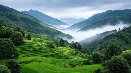 Fototapeta premium Serene Morning in Misty Rice Terrace: Ethereal Landscape with Soft Light and Cloud Patterns