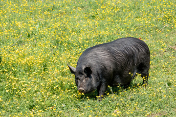 cute black pig in a meadow of bright yellow buttercups
