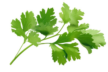 A sprig of fresh green parsley with multiple leaves against a plain black background in a close up view