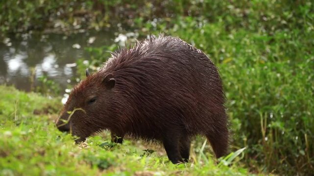 Capivara's eating in the horto florestal parque in S&atilde;o Paulo, Brazil.