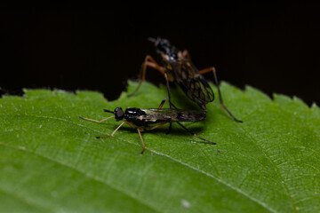 two small flies resting on a vibrant green leaf. The focus is on the fly in the foreground, revealing its shiny black body, clear wings, and delicate legs