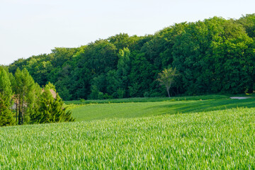 A view of a green mountain meadow with a forest and a cloudy sky in the background.

