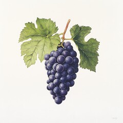 Fototapeta premium Artistic portrayal of vibrant dark grapes on the vine with lush green leaves against a light background for decorative applications.