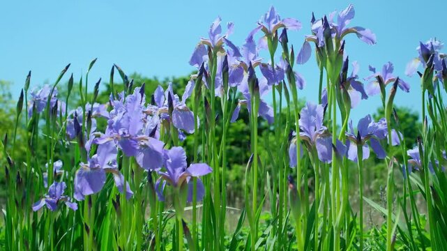 Iris sibirica My love Detail Bl&uuml;tem im Winmd
