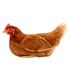 Fototapeta premium Isolated brown hen resting on black background poultry farming and chicken breeds for egg production on transparent background