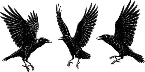 isolated black and white illustration of a flying bird crow front