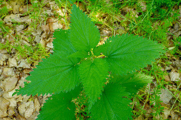 Urtica dioica or stinging nettle, in the garden. Stinging nettle, a medicinal plant that is used as a bleeding, diuretic, antipyretic, wound healing, antirheumatic agent. 
