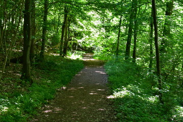 Ein schöner Wald in Franken