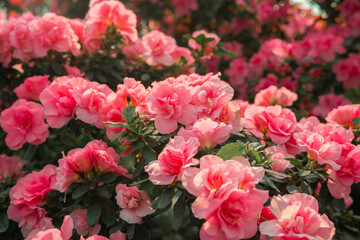Azalea Flowers Blooming  in a Greenhouse