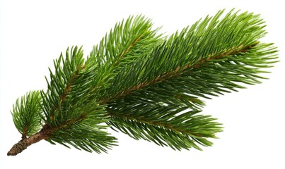 Fresh evergreen branch (1)