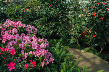 Bright pink azalia flowers blooming