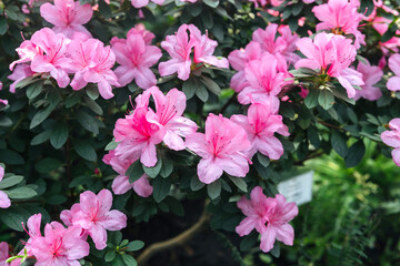 Bright pink azalia flowers blooming