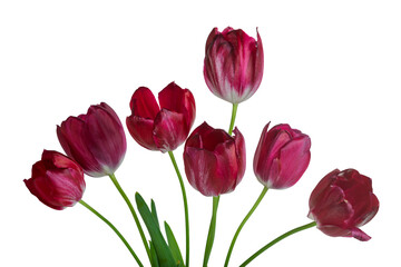 Fototapeta premium Beautiful bouquet of seven dark pink tulips on a transparent background. Close-up.