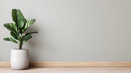 Minimalist interior design featuring green potted plant against gray wall, perfect for backgrounds and decorating ideas.