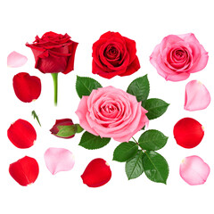 Fototapeta premium Romantic Rose Collection with Petals and Leaves, Transparent Background 