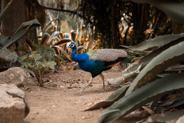 Peacock, Tapada das Necessidades (Park of Necessidades), Lisbon, Portugal